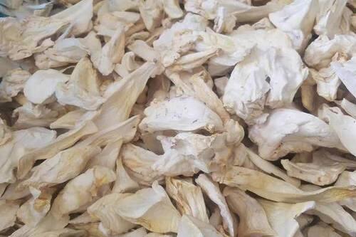杏鮑菇烘干一般選用熱泵烘干機有哪些優勢？